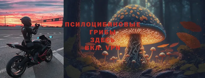 Псилоцибиновые грибы GOLDEN TEACHER Анжеро-Судженск